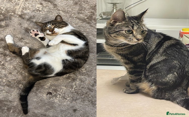 Mixed Breed cats - Advert 12