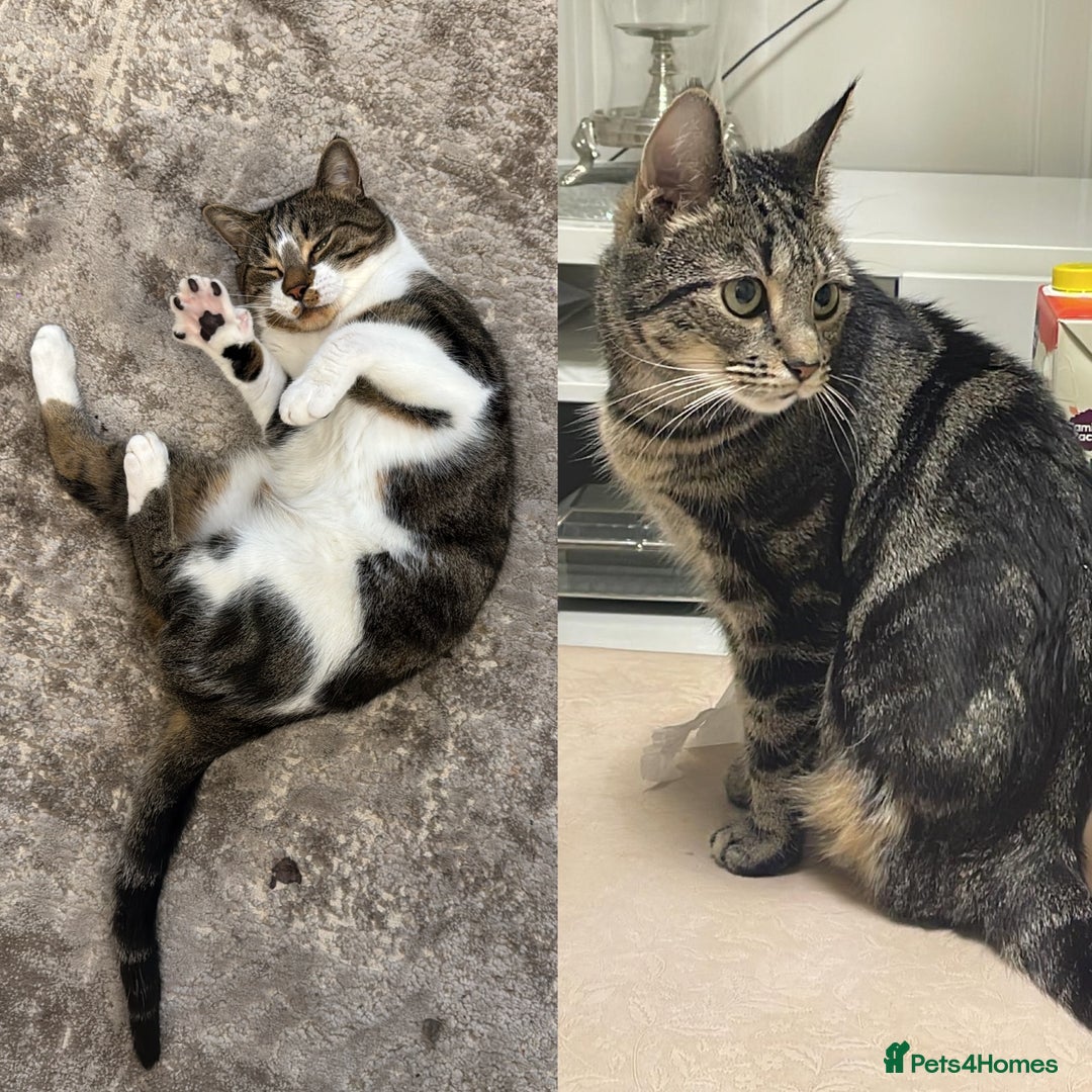 Mixed Breed cats for sale: Male and Female cat to a good home - Image 1