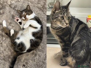 Mixed Breed cats - Advert 21