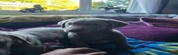 Labrador Retriever dogs for sale: Silver labradors  - Advert 14