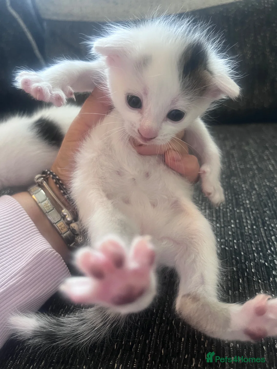 British Shorthair cats for sale: 2 wee gorgeous kittens  - Advert 2