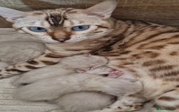 Bengal cats for sale: ✨ Snow Lynx Bengal Kittens – Ready to Reserve! ✨ - Image 15