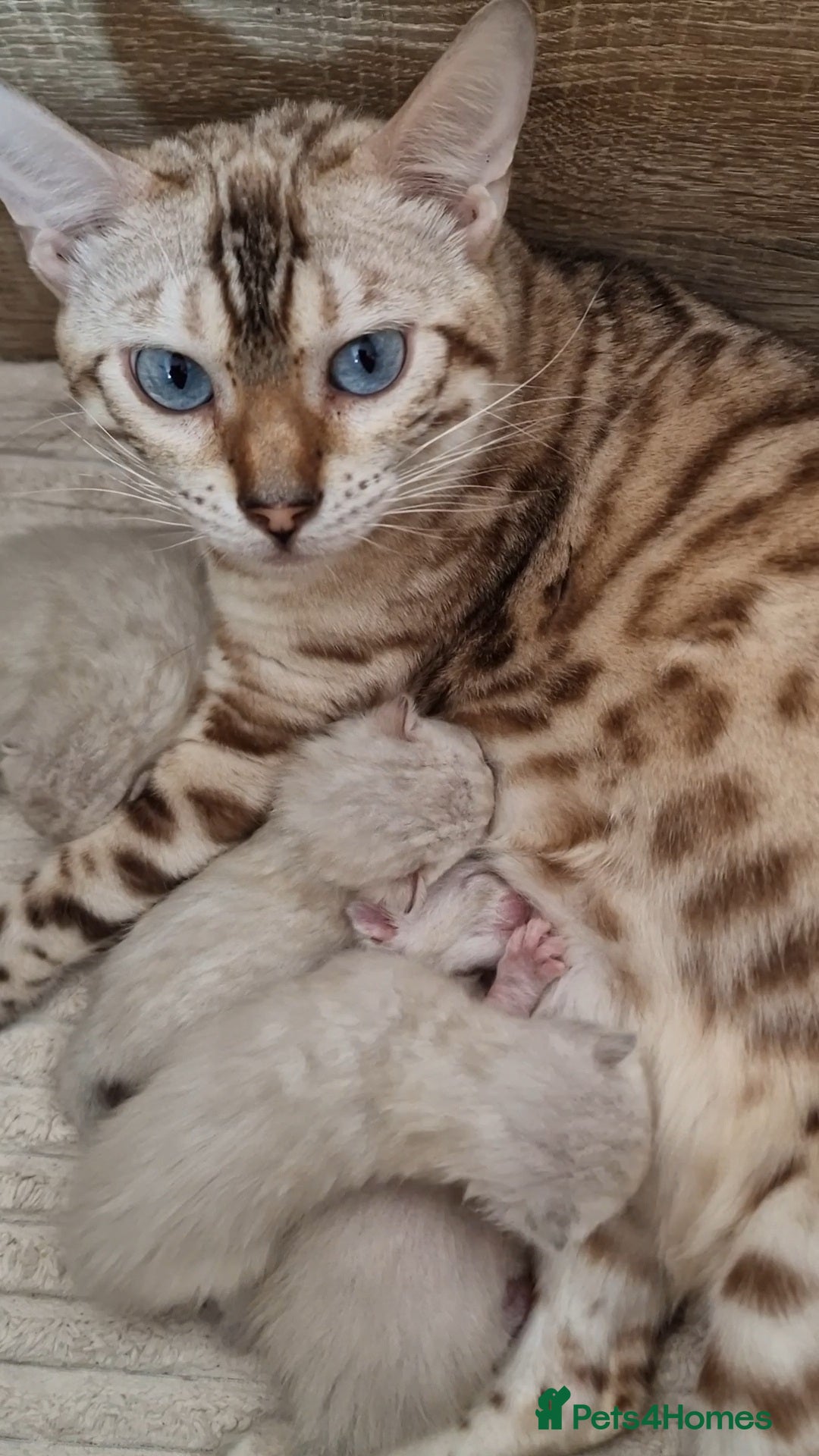 Bengal cats for sale: ✨ Snow Lynx Bengal Kittens – Ready to Reserve! ✨ - Image 15