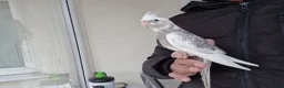 Cockatiels birds for sale: Super hand tamed baby cockatiels  - Advert 3