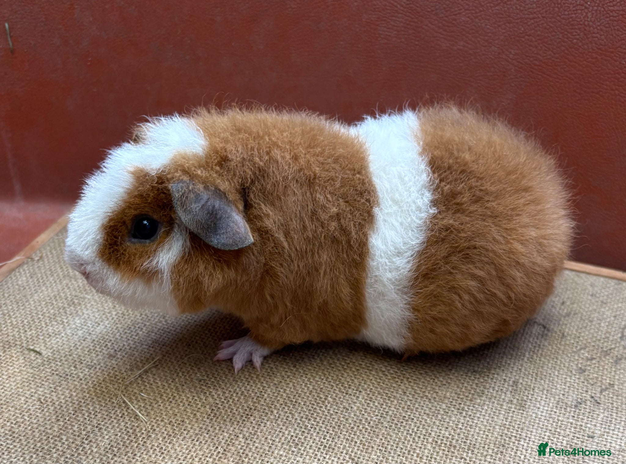 Guinea Pig rodents Pedigree Teddy Boars - Advert 17