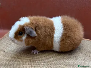 Guinea Pig rodents Pedigree Teddy Boars - Advert 17
