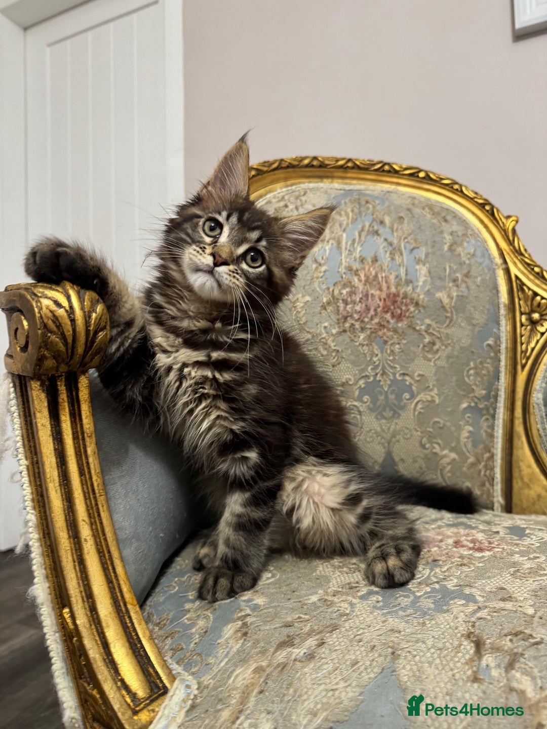 Maine Coon cats for sale: Maine Coon Kittens 🏆 20+ gen 🧬 pedigree 🎄🎄🎄 - Advert 12