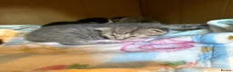 Mixed Breed cats for sale: Manecoon x - Advert 7