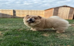 Chow Chow dogs for sale: Champion pedigree chow chow puppies in Northampton - Image 32