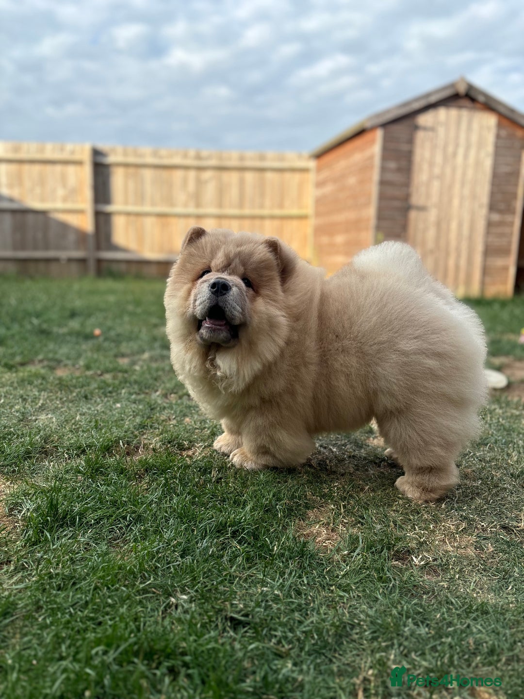 Chow Chow dogs for sale: Champion pedigree chow chow puppies in Northampton - Image 32