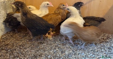 Chickens poultry - Advert 2