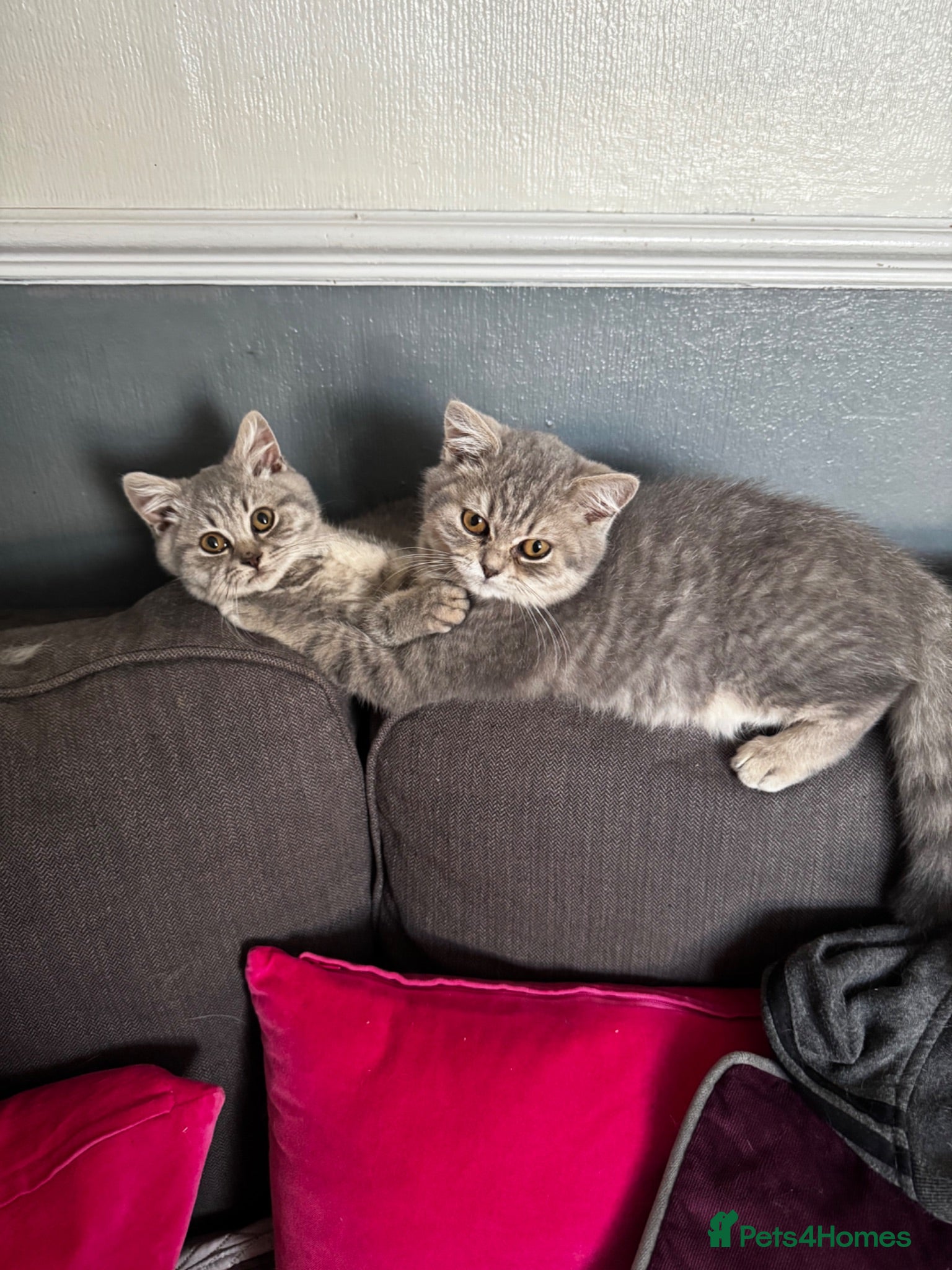 British Shorthair cats Last girl British shorthair kitten blue spotted  - Advert 1