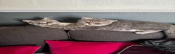 British Shorthair cats for sale: Last girl British shorthair kitten blue spotted  - Advert 1