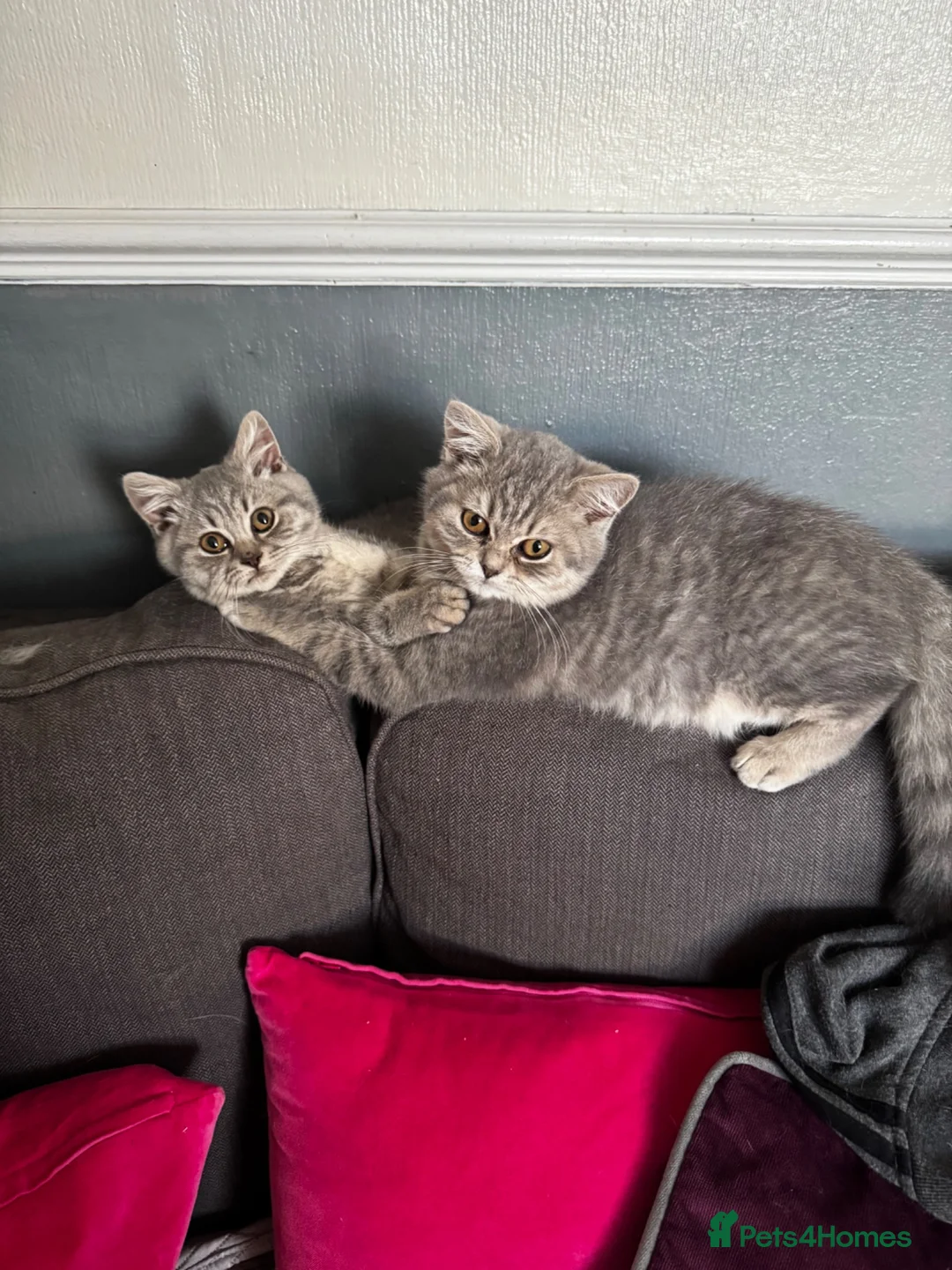 British Shorthair cats for sale: Last girl British shorthair kitten blue spotted  - Advert 1