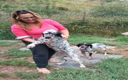 English Setter dogs for adoption: Olaf  - Image 7
