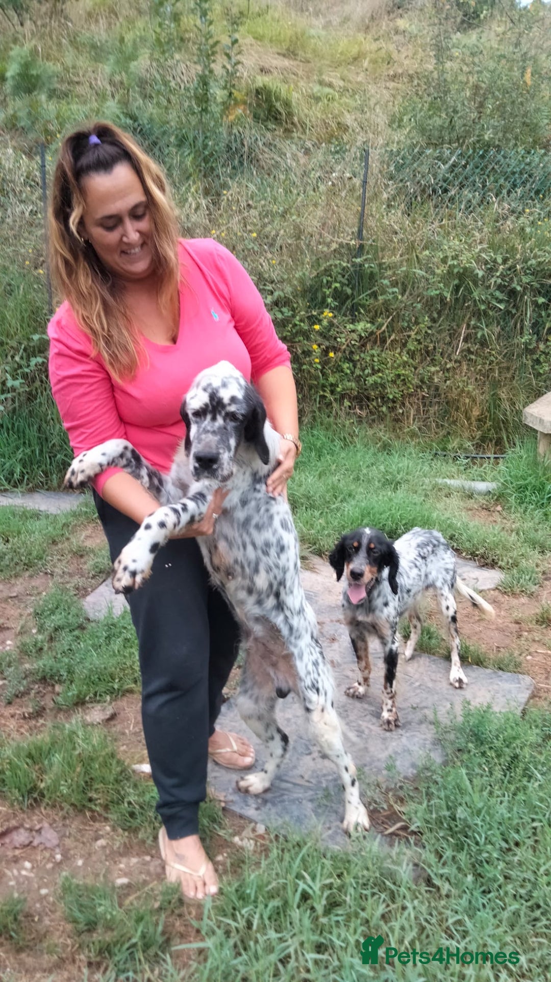 English Setter dogs for adoption: Olaf  - Image 7