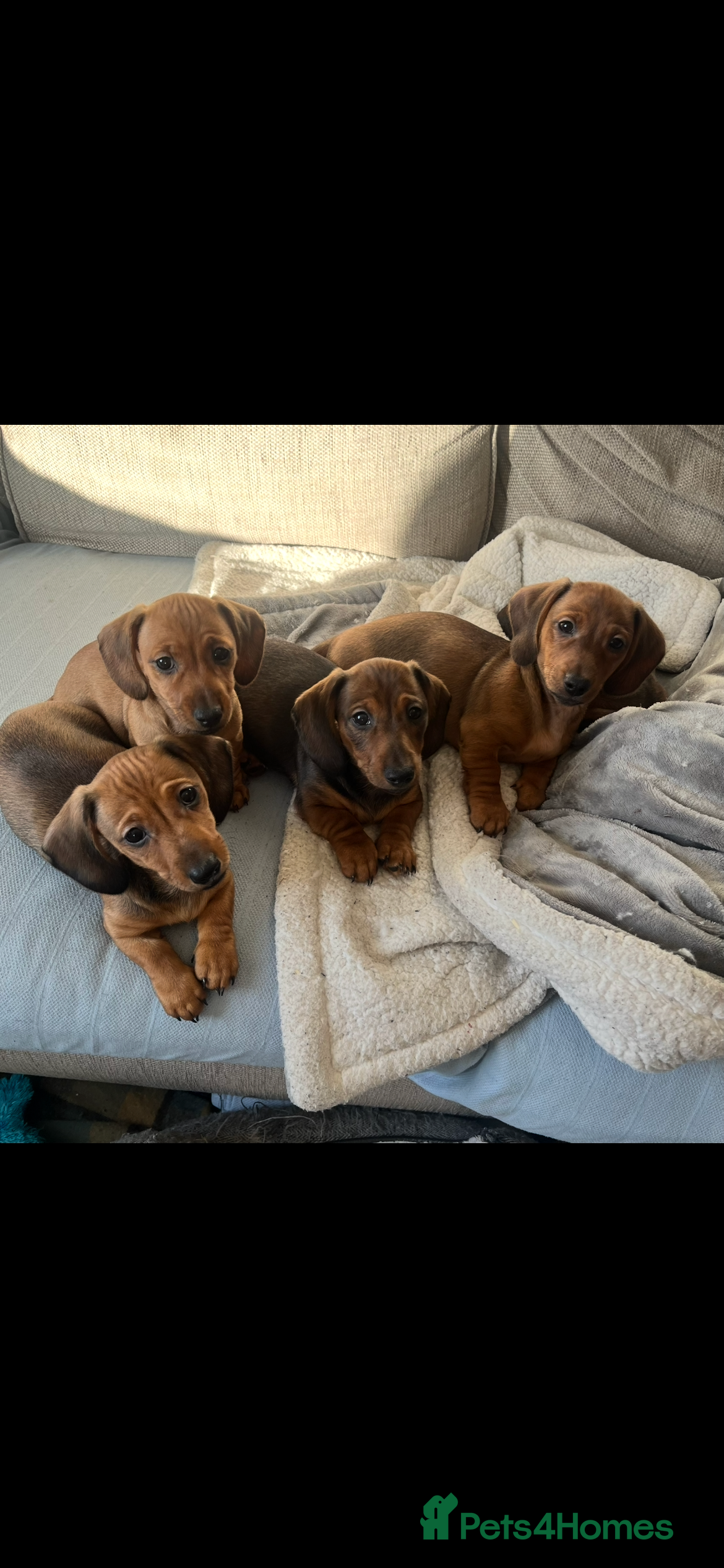 Dachshund dogs Red shaded dachshund puppies  - Advert 2