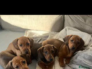 Dachshund dogs Red shaded dachshund puppies - Advert 2