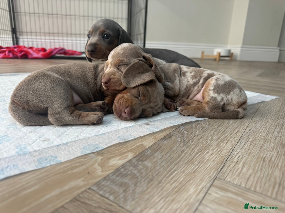 Miniature Dachshund dogs for sale: Stunning kc Miniature dachshund puppies🩷  - Image 3