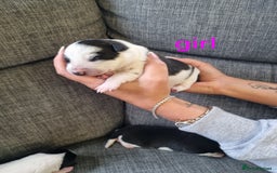 Mixed Breed dogs for sale: Chunky border collie cross puppies - Image 4