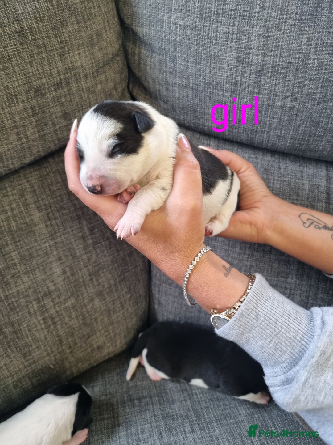 Mixed Breed dogs for sale: Chunky border collie cross puppies - Image 4
