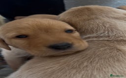 Labrador Retriever dogs for sale: KC Reg Labrador Puppies For Sale - Image 6