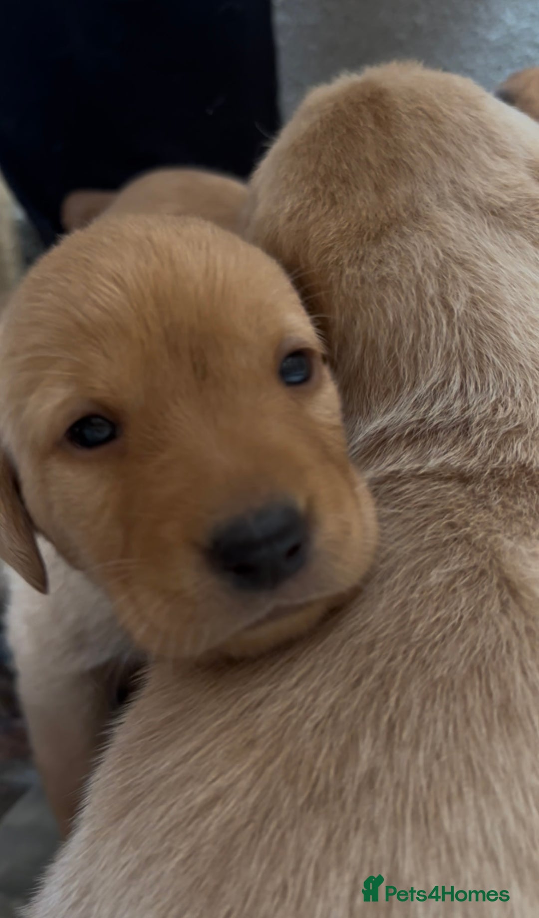 Labrador Retriever dogs for sale: KC Reg Labrador Puppies For Sale - Image 6