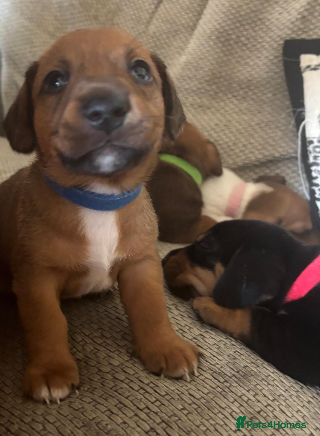 Miniature Dachshund dogs for sale: Dachshund x Jack Russell puppies (Jackshund) - Image 23