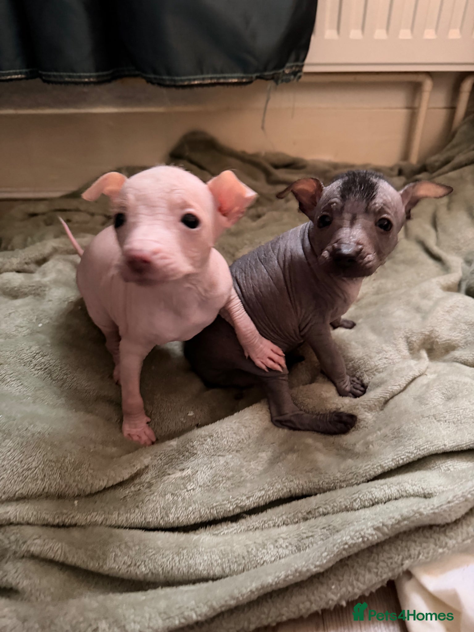 Mexican Hairless dogs Mexican hairless girls  - Advert 1