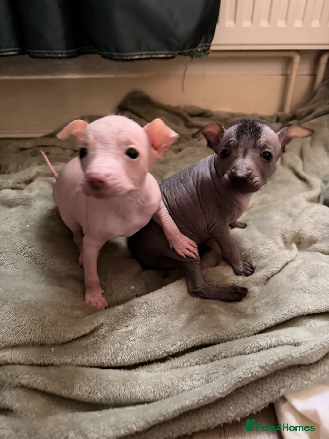 Mexican Hairless dogs for sale: Mexican hairless girls  - Advert 1