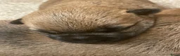 Cairn Terrier dogs for sale: KC reg Cairn Terrier pups  - Advert 4