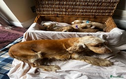 Cockapoo dogs for sale: Beautiful Golden Cockerpoo Puppies 2 Girl & 4 Boy - Image 1