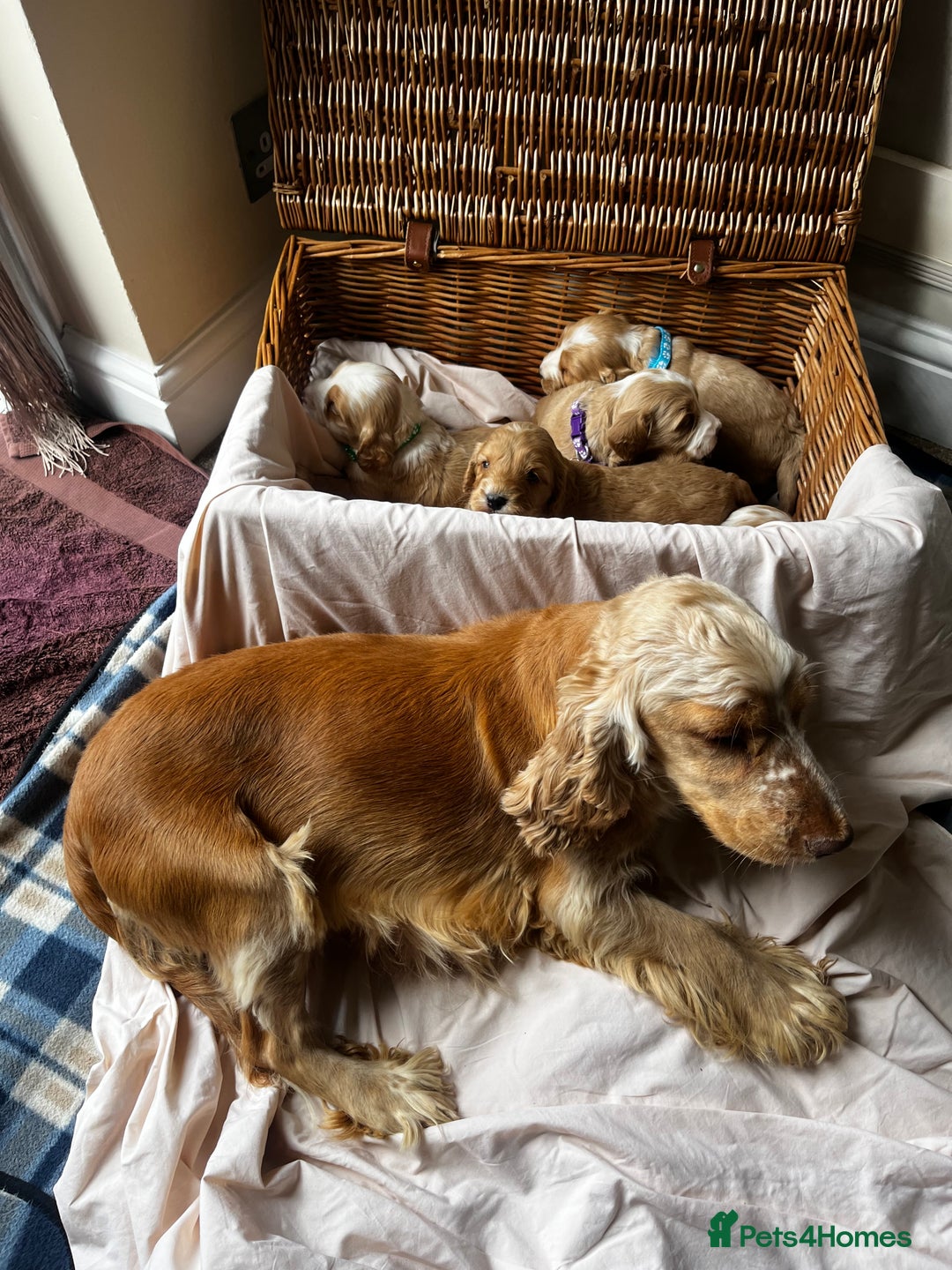 Cockapoo dogs for sale: Beautiful Golden Cockerpoo Puppies 2 Girl & 4 Boy - Image 1