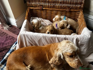 Cockapoo dogs - Advert 8