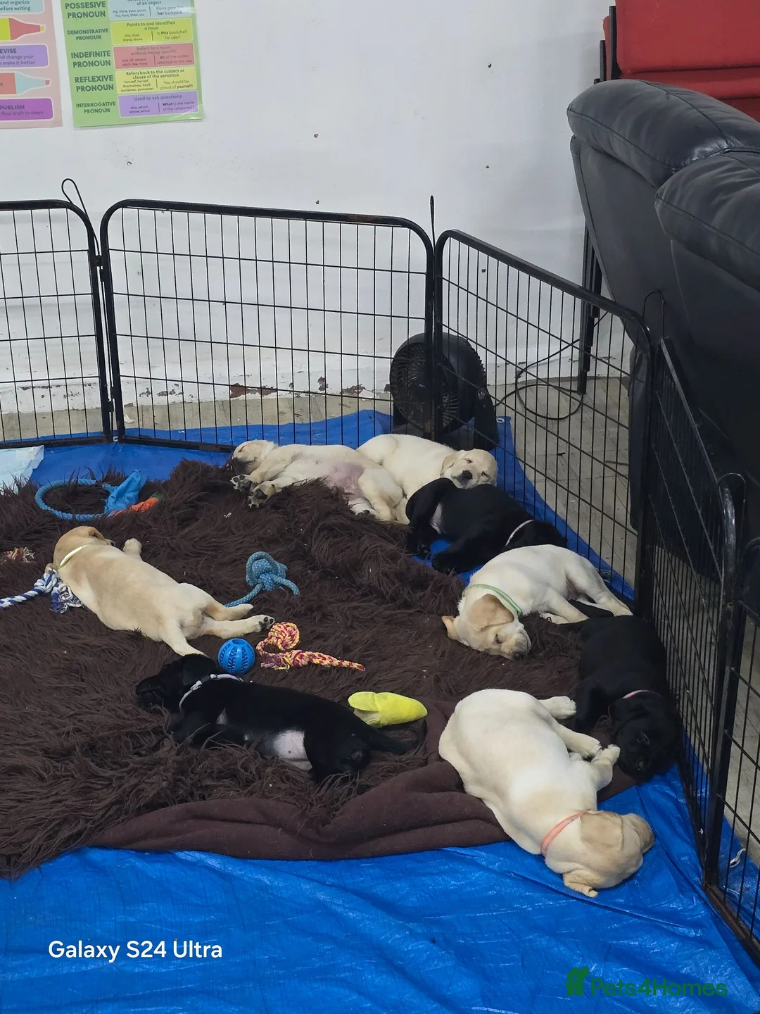 Labrador Retriever dogs for sale: 6x KC Reg Labrador's 3b /3g  2 black 4 Golden - Advert 2