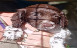 Sprocker dogs for sale: **REDUCED** Beautiful Sprocker pups - Image 9