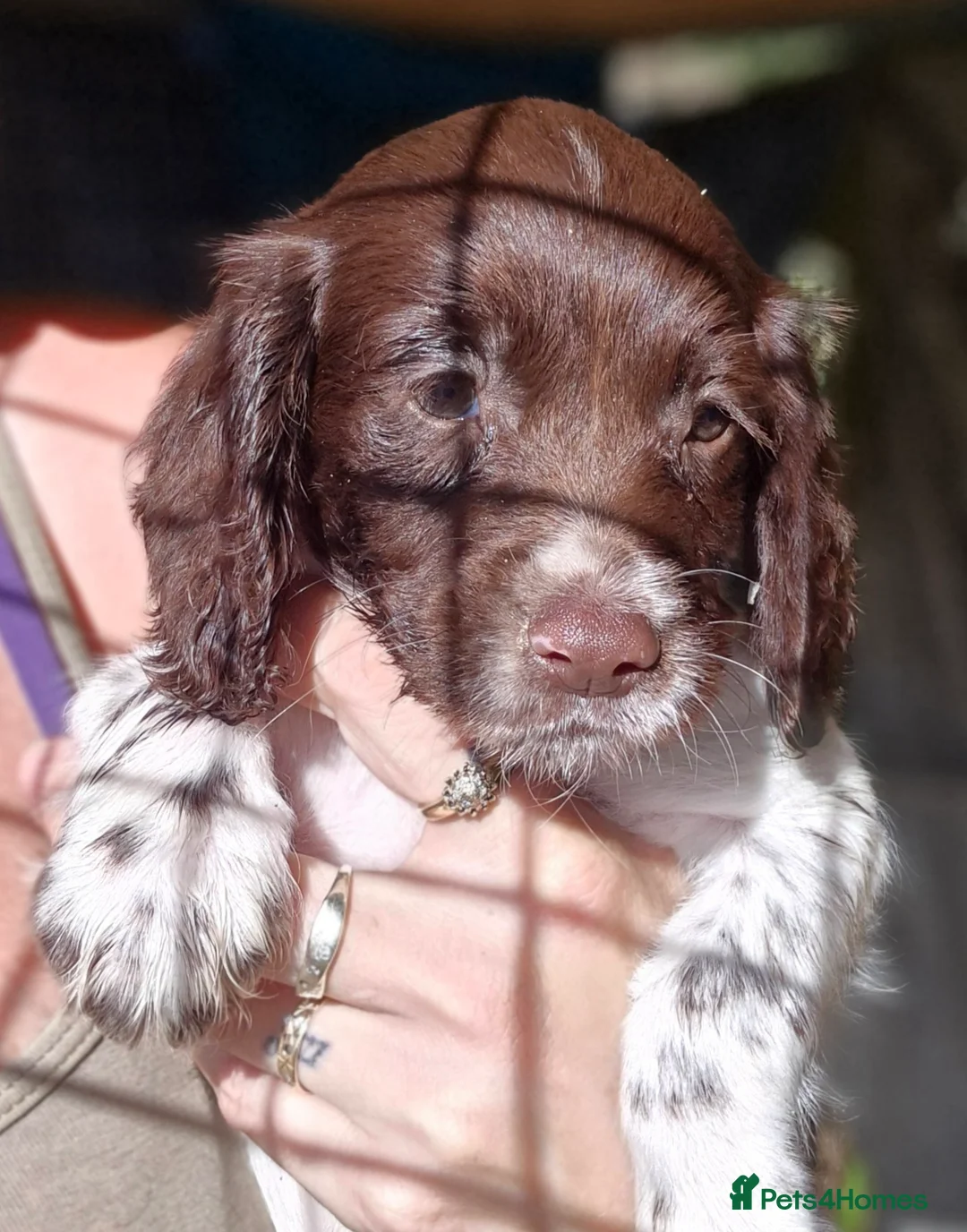 Sprocker dogs for sale: **LAST PUP** Beautiful Sprocker pups - Advert 7