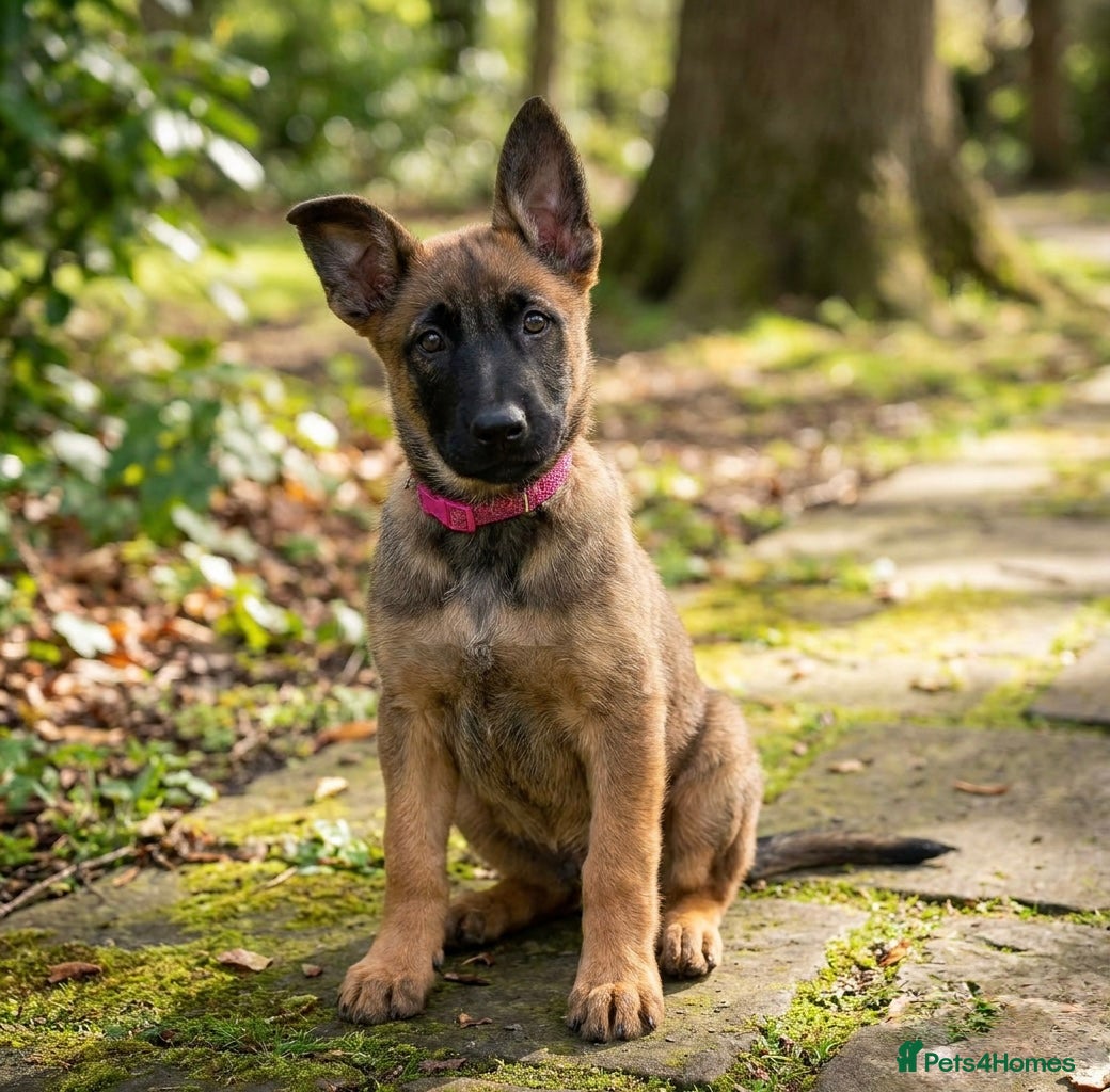Belgian Shepherd Dog dogs for sale: Elite Malinois x Dutch Shepherd Puppies  - Advert 1