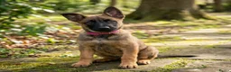 Belgian Shepherd Dog dogs for sale: Elite Malinois x Dutch Shepherd Puppies  - Advert 1