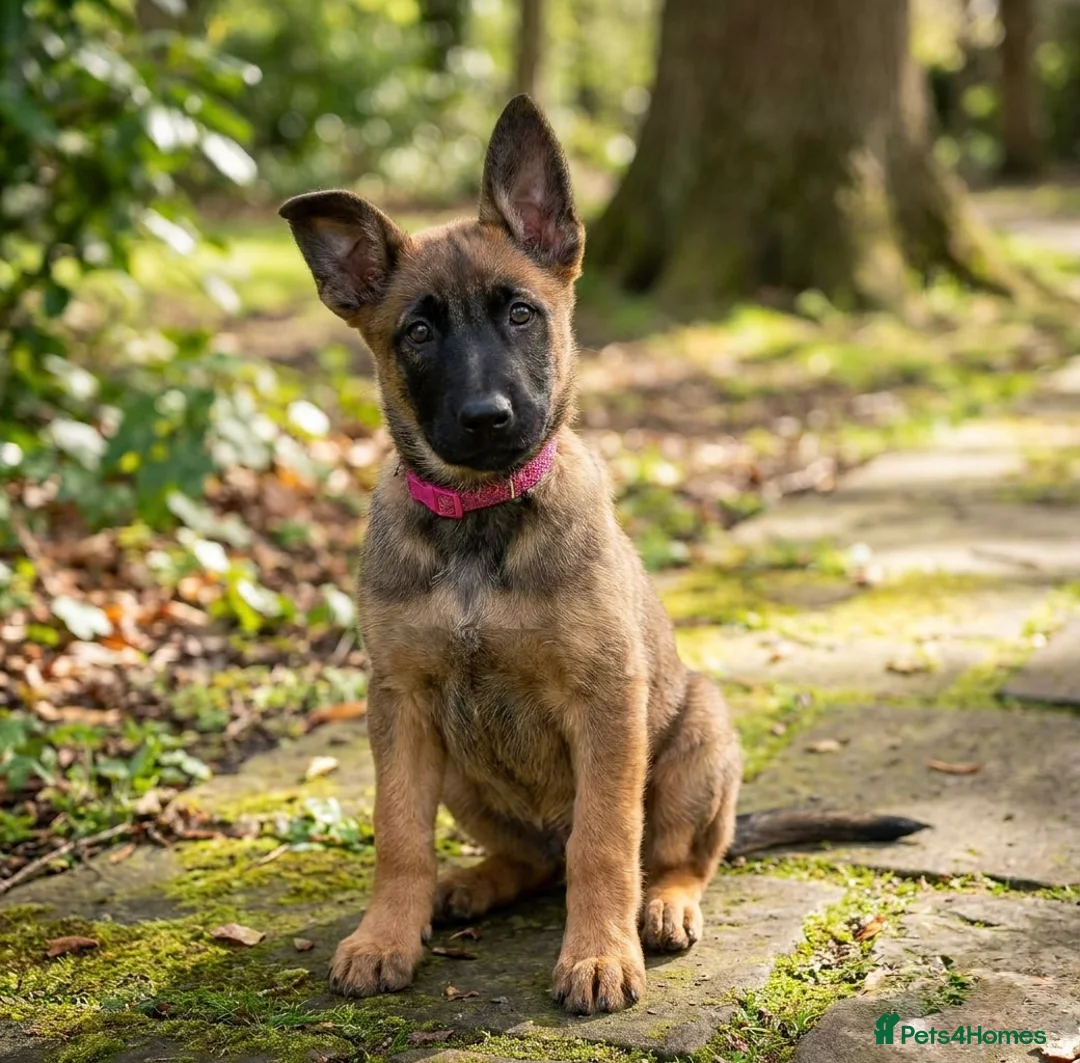 Belgian Shepherd Dog dogs for sale: Elite Malinois x Dutch Shepherd Puppies  - Advert 1