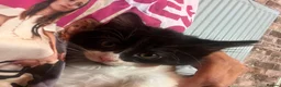 Mixed Breed cats for sale: Ready now last 2 Beautiful kittens - Advert 3