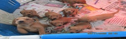 Labrador Retriever dogs for sale: SUPER LITTER OF RED FOX LABS - Advert 9