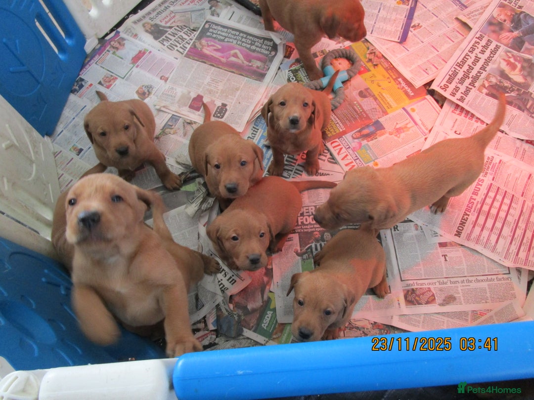 Labrador Retriever dogs for sale: SUPER LITTER OF RED FOX LABS - Advert 9