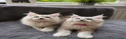 Maine Coon cats for sale: Beautiful Pedigree Kittens looking for Loving Home - Advert 5