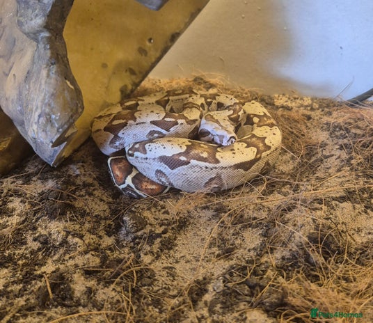 Boa Snake reptiles - Advert 16