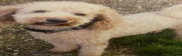Cockapoo dogs for sale: Real life teddy bear  cockapoo puppy’s  in Feltham - Advert 27