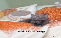 Mixed Breed cats for sale: Beautiful kittens 8 weeks old ready now  - Image 7