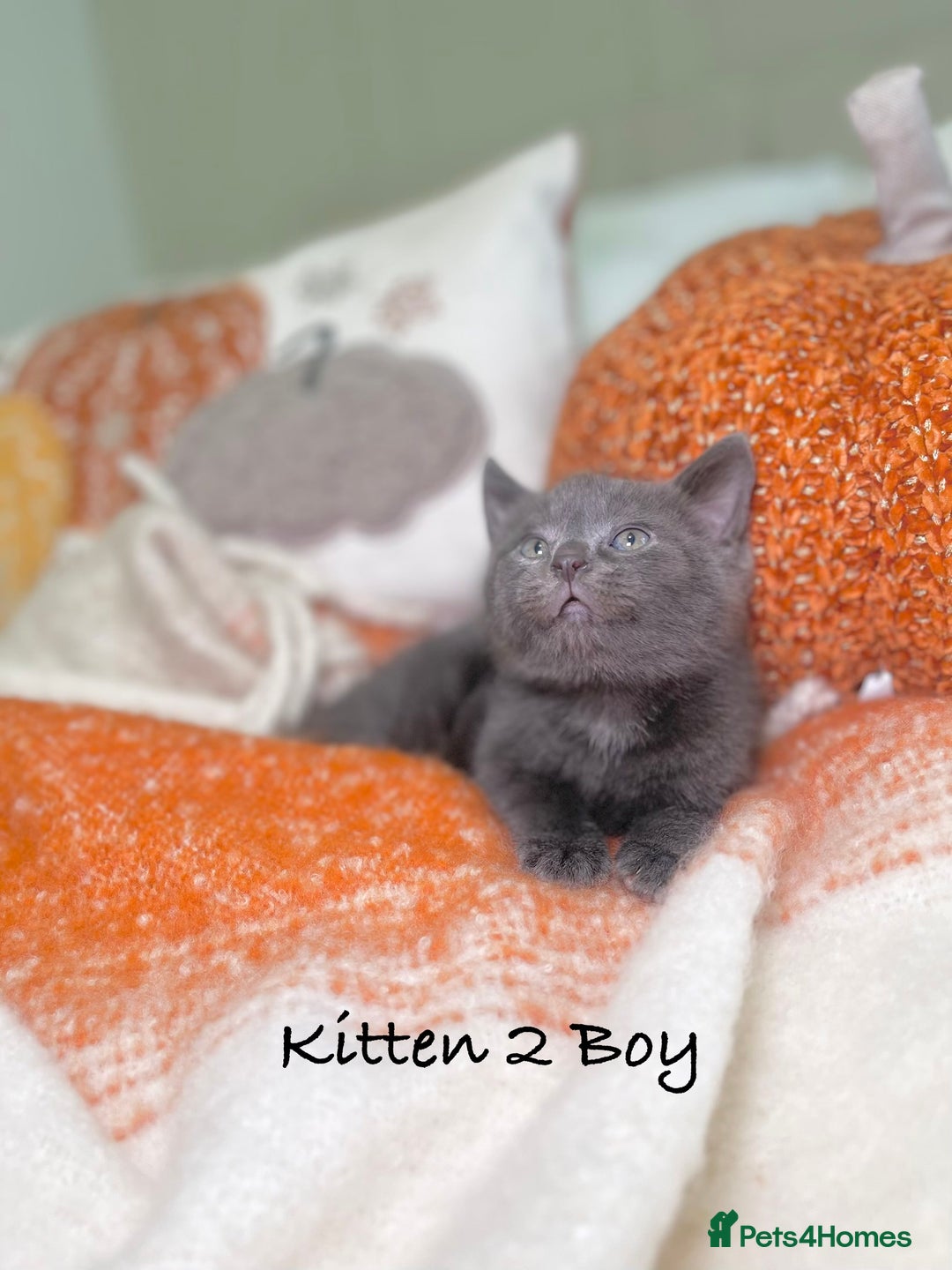 Mixed Breed cats for sale: Beautiful kittens 8 weeks old ready now  - Image 7