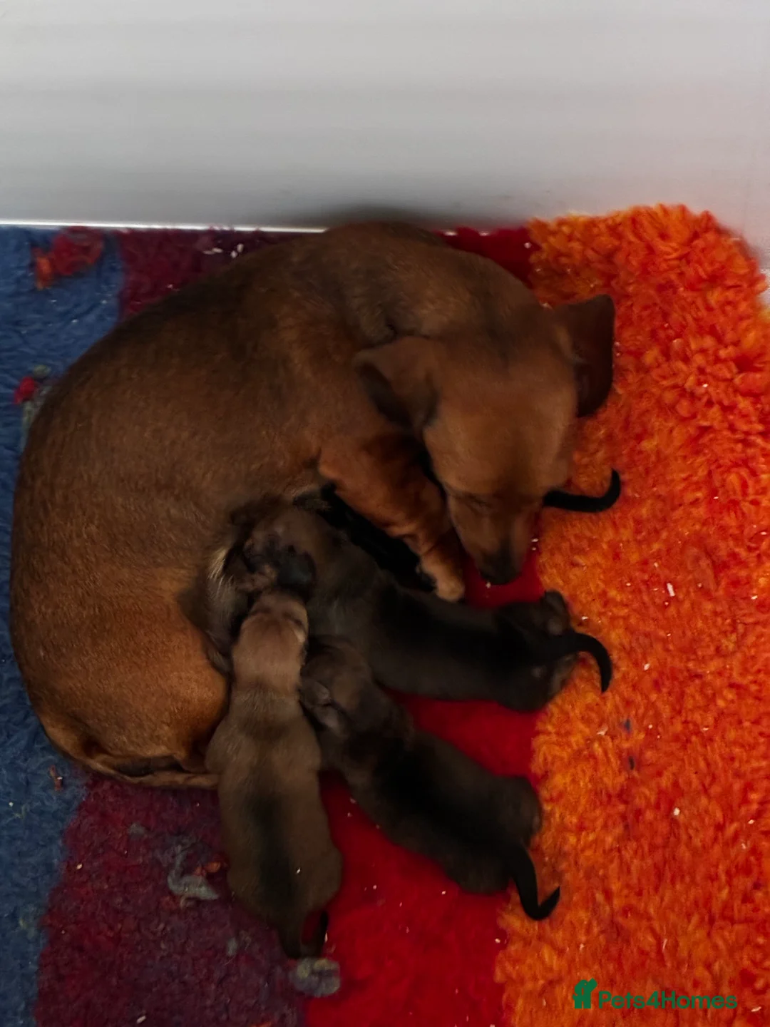 Miniature Dachshund dogs for sale: Red brindle miniature smooth dachshunds  in Swindon - Advert 26