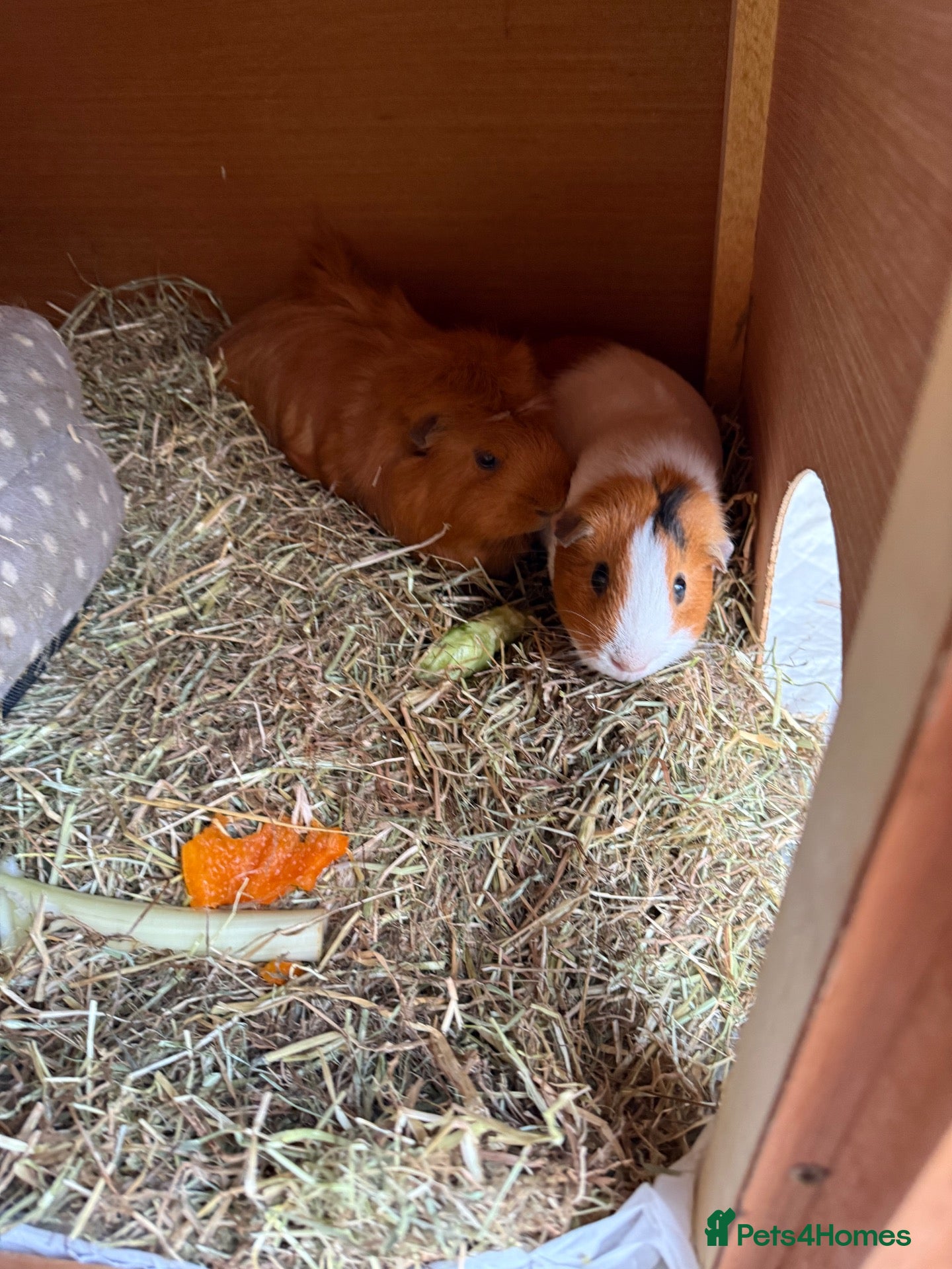 Guinea Pig rodents for sale: Guinea pigs  - Advert 1